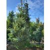 Jedle korejsk� �Silberlocke� (Balen� kontejner, v��ka 320cm)