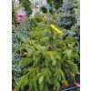 Smrk omorika (Balen� bal nebo kontejner, Tvar v��ka 250-300cm)