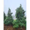 Pinus wallichiana