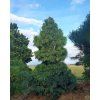 Pinus wallichiana 2