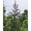 picea abies virgata
