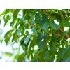Jasan zimnář 'Mecsek'  Fraxinus ornus 'Mecsek'