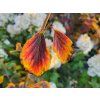 88130 4 vilin japonsky zuccariniana