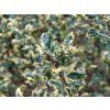 Cesmína ostrolistá 'Ferox Argentea'  Ilex aquifolium 'Ferox Argentea'