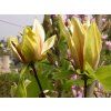 Magnolie 'Hattie Carthan'  Magnolia brooklynensis 'Hattie Carthan'