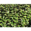 Hlošina Ebbingeova 'Vivelegh'  Elaeagnus x ebbingei 'Viveleg'