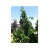 Buk lesní 'Pendula'  Fagus sylvatica 'Pendula'