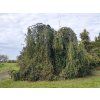 Buk lesní 'Pendula'  Fagus sylvatica 'Pendula'