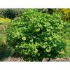 Jinan dvoulaločný 'Mariken'  Ginkgo biloba 'Mariken'
