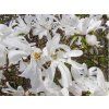 magnolie hv�zdokv�t�