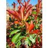 Bl�skavka Fraserova �Red Robin� (Balen� kontejner C45)