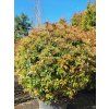 Bl�skavka Fraserova �Red Robin� (Balen� kontejner C45)
