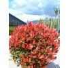 Blýskavka Fraserova 'Little Red Robin'  Photinia x fraseri 'Little Red Robin'