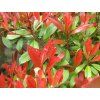 Blýskavka Fraserova 'Little Red Robin'  Photinia x fraseri 'Little Red Robin'