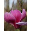 forest pink