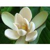 88394 88394 88394 88394 officinalis