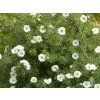 Mochna křovitá Double Punch® Cream 'Mincrero01'  Potentilla fruticosa Double Punch® Cream 'Mincrero01'