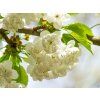 Prunus avium Plena (2)