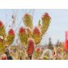 Salix Mount Aso (6)