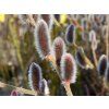 Salix Mount Aso (4)