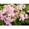 Hortenzie velkolistá You & Me 'Romance'  Hydrangea macrophylla You & Me 'Romance'