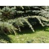 Cedr himalájský 'Eisregen'  Cedrus deodara 'Eisregen'