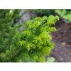 Abies alba 'Fastigiata' (2)