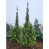 Abies alba Fastigiata