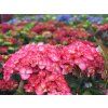 Hortenzie velkolistá Saxon® 'Gräfin Cosel'  Hydrangea macrophylla Saxon® 'Gräfin Cosel'