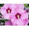 Ibišek syrský 'Aphrodite'  Hibiscus syriacus 'Aphrodite'