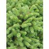 glauca 2