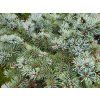 Picea pungens 'Green GlobeCompact' (4)