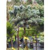 Picea pungens 'Green GlobeCompact' (3)