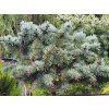 Picea pungens 'Green GlobeCompact' (2)