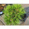 Pinus nigra 'Gaelle Bregeon' PBR Bambino (1)