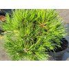 Pinus nigra 'Gaelle Bregeon' PBR Bambino (2)