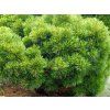 Borovice vejmutovka 'Horsford'  Pinus strobus 'Horsford'