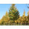 Javor babyka 'Elsrijk'  Acer campestre 'Elsrijk'