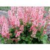 Dlužicha 'Pink Revolution' - Heucherella 'Pink Revolution'  Heucherella 'Pink Revolution'