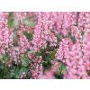Dlužicha 'Pink Revolution' - Heucherella 'Pink Revolution'  Heucherella 'Pink Revolution'