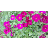 62ac3928c294609f
