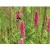 Rozrazil klasnatý 'Rotfuchs' - Veronica spicata 'Rotfuchs'  Veronica spicata 'Rotfuchs'