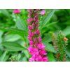 Rozrazil klasnatý 'Rotfuchs' - Veronica spicata 'Rotfuchs'  Veronica spicata 'Rotfuchs'
