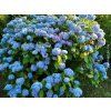 Hortenzie velkolistá 'Blaumeise'  Hydrangea macrophylla 'Blaumeise'