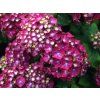 Hortenzie velkolistá 'Holehird Purple'  Hydrangea macrophylla 'Holehird Purple'