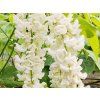Vistárie křovitá 'Clara Mack'  Wisteria frutescens 'Clara Mack'
