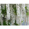 Vistárie křovitá 'Clara Mack'  Wisteria frutescens 'Clara Mack'