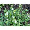 Sv��kovec lindheimeri �Whirling Butterflies� - Gaura lindheimeri �Whirling Butterflies� (Balen� kontejner p11)