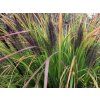 Dochan psárkovitý 'Black Beauty' - Pennisetum alopecuroides 'Black Beauty'  Pennisetum alopecuroides 'Black Beauty'