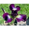 Kosatec sibiřský 'Purple' - Iris sibirica 'Purple'  Iris sibirica'Purple'